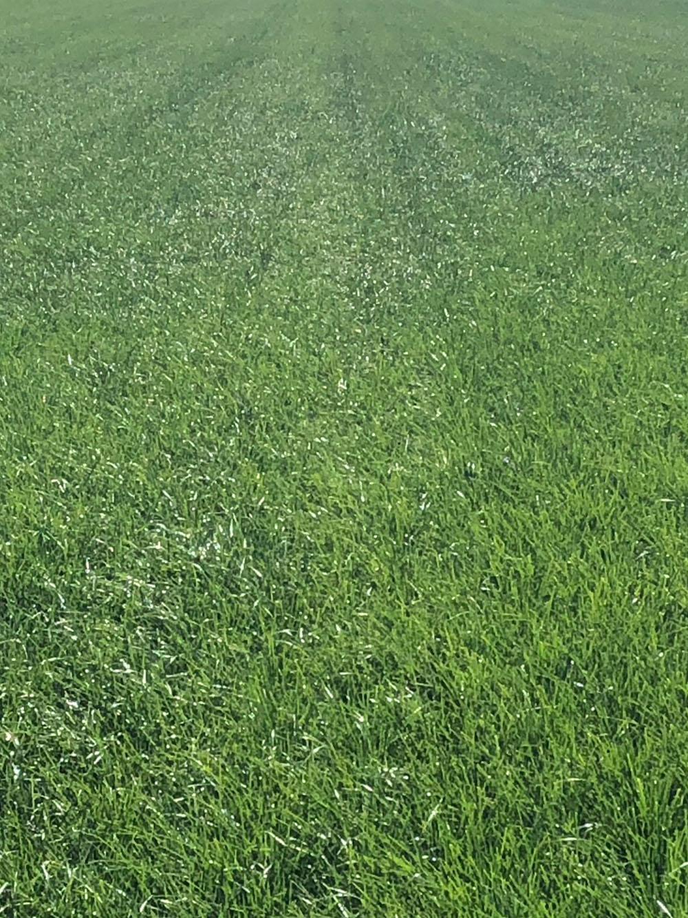 Greenlinks